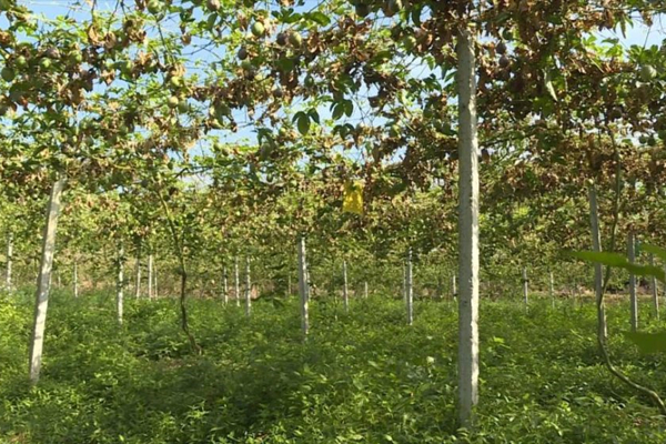 河源樹木種植基地消防維保 河源樹木種植基地消防維保