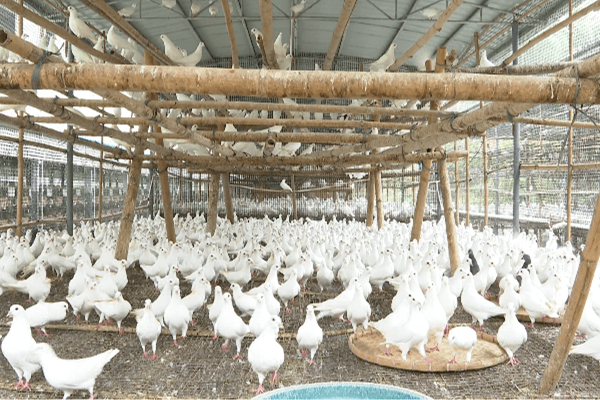 河源白鴿養殖場消防維保 河源白鴿養殖場消防維保